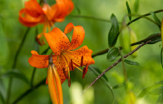 Closer ties with Botanical Gardens