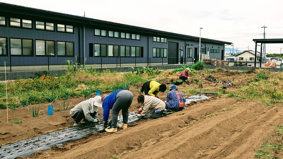 どんより空の木曜、ニンニク苗の植付けなど
