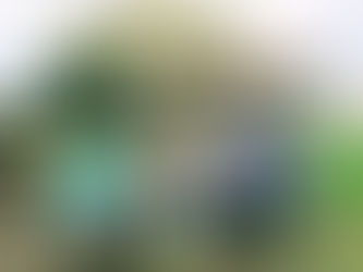 秋雨もようの月曜、キャベツ苗など定植
