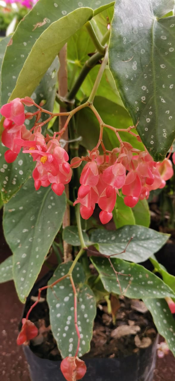 Miniatura: BEGONIA ALA DE ANGEL