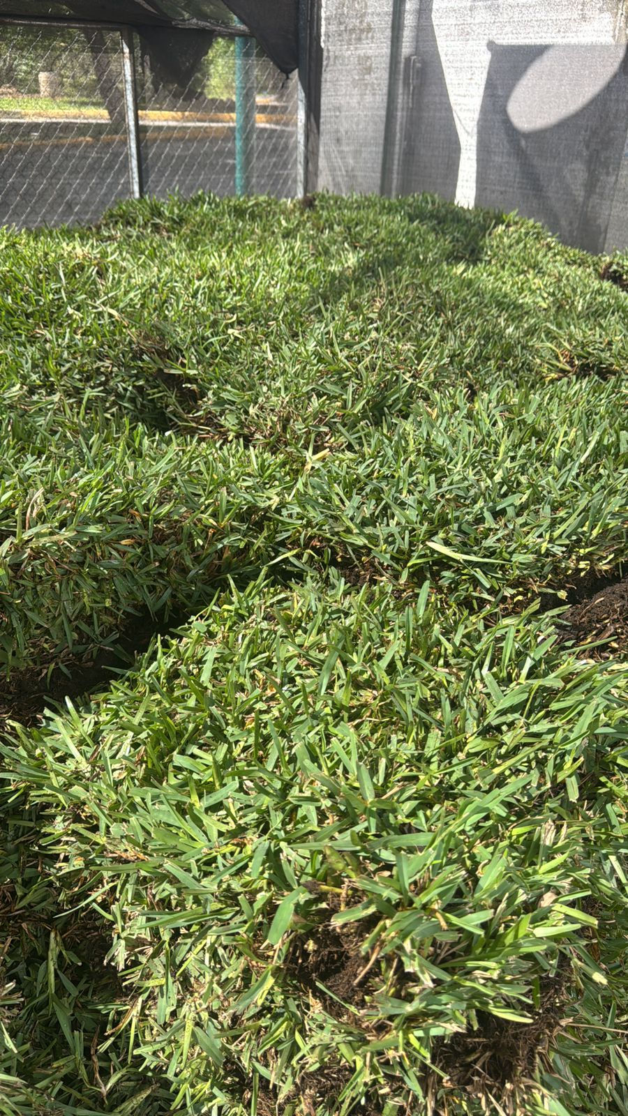 Miniatura: PASTO ALFOMBRA
