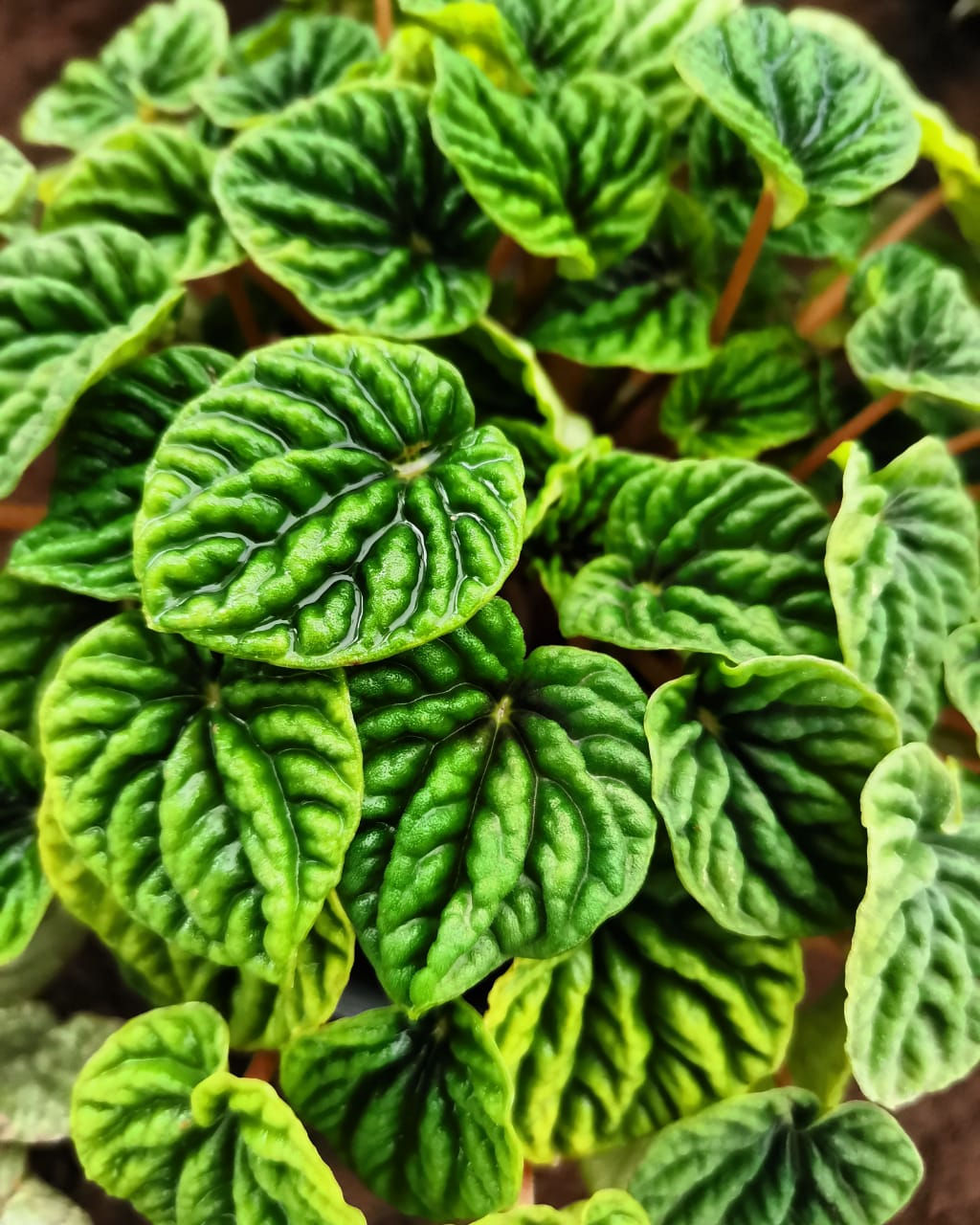 CASCARA DE NUEZ