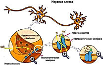 Уничтожение Тараканов,Клопов,Блох.