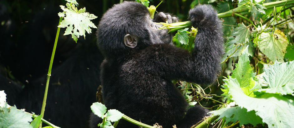 The World's Best Wildlife Experiences