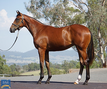 Lot 1257 Invader x Mediation Filly.jpg