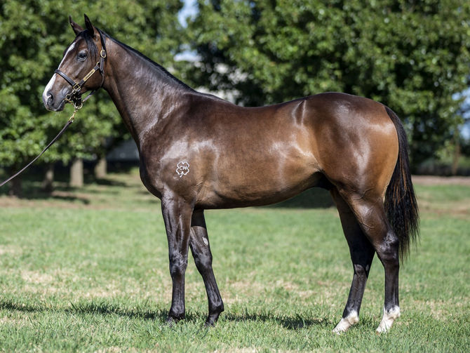 Progressive stayer and early running colt join the stable