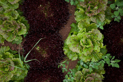 closeup of line of lettuces 2 (1).jpg