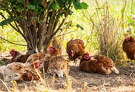 Chickens bathing under tree