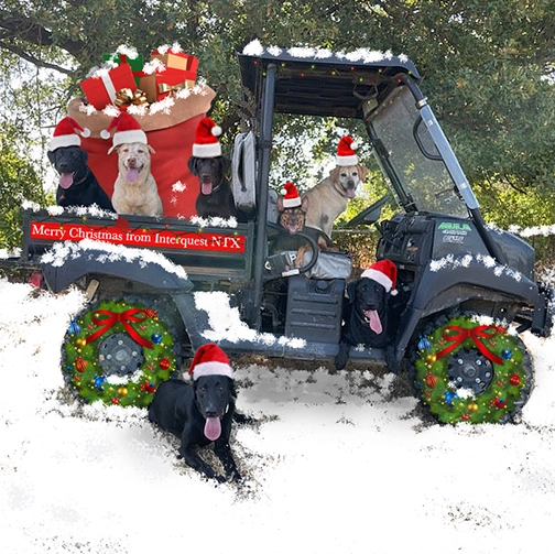 Xmas Pups in snow
