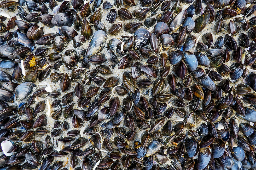 Fresh New Zealand mussels clinging to a rocky coastal surface.