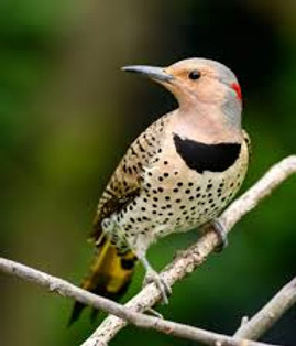 birdwatching.jpg