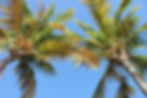 Cocotiers sur une plage de la Réunion