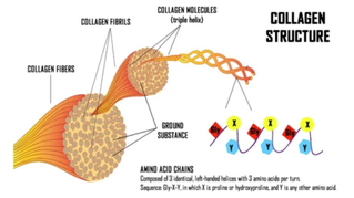 Tendon & Ligament Health