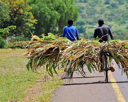 Harvest Time in Zanzibar