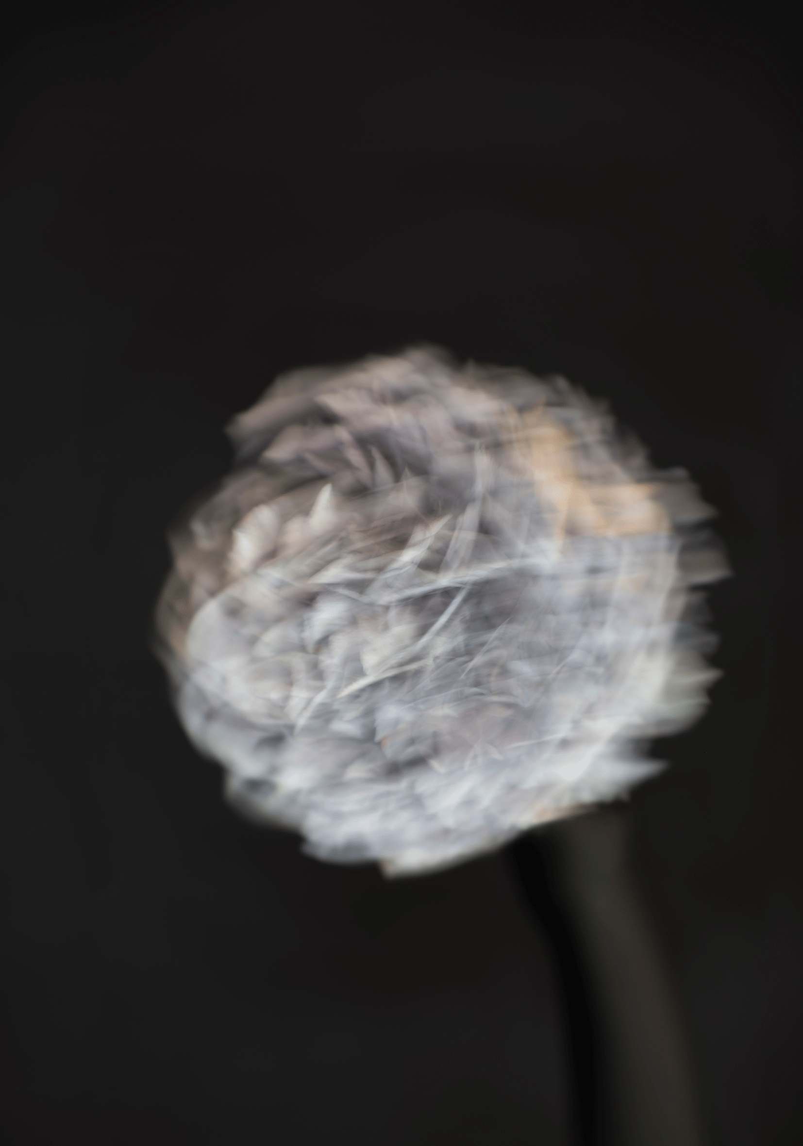 image.gif