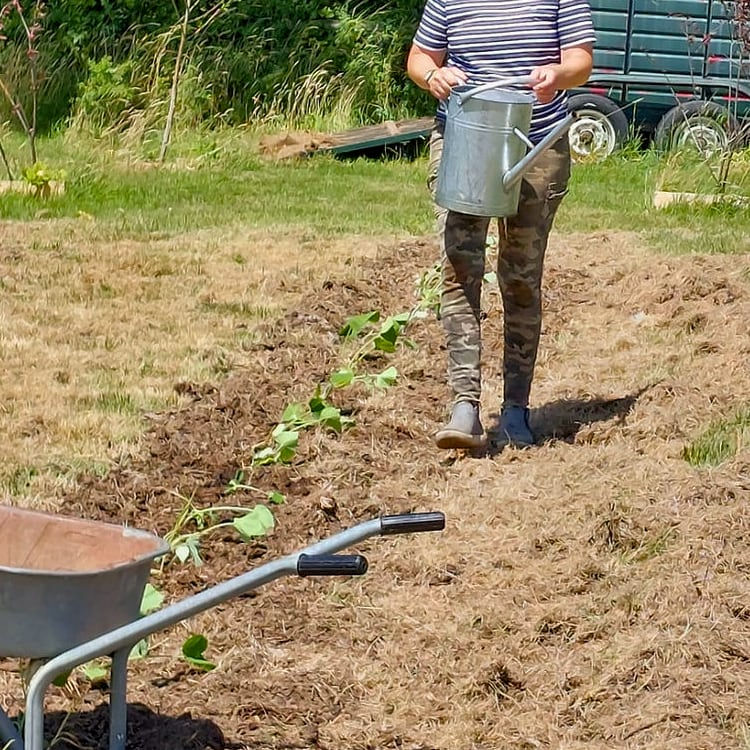 Volunteering and community participation