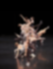 Dancers at a previous on-site RDA NCI, Photo by Gary Taylor Photography