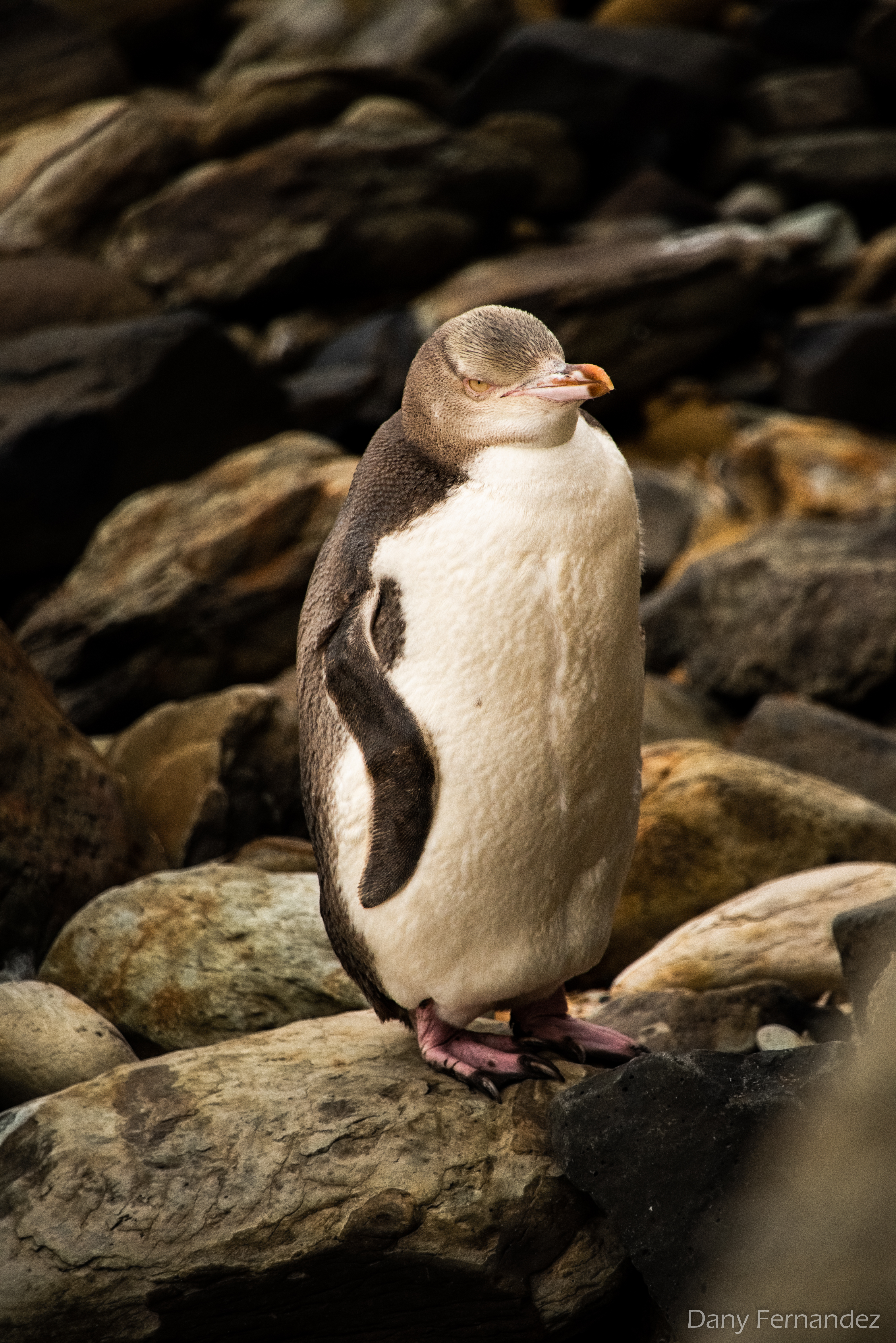 pingouin 01