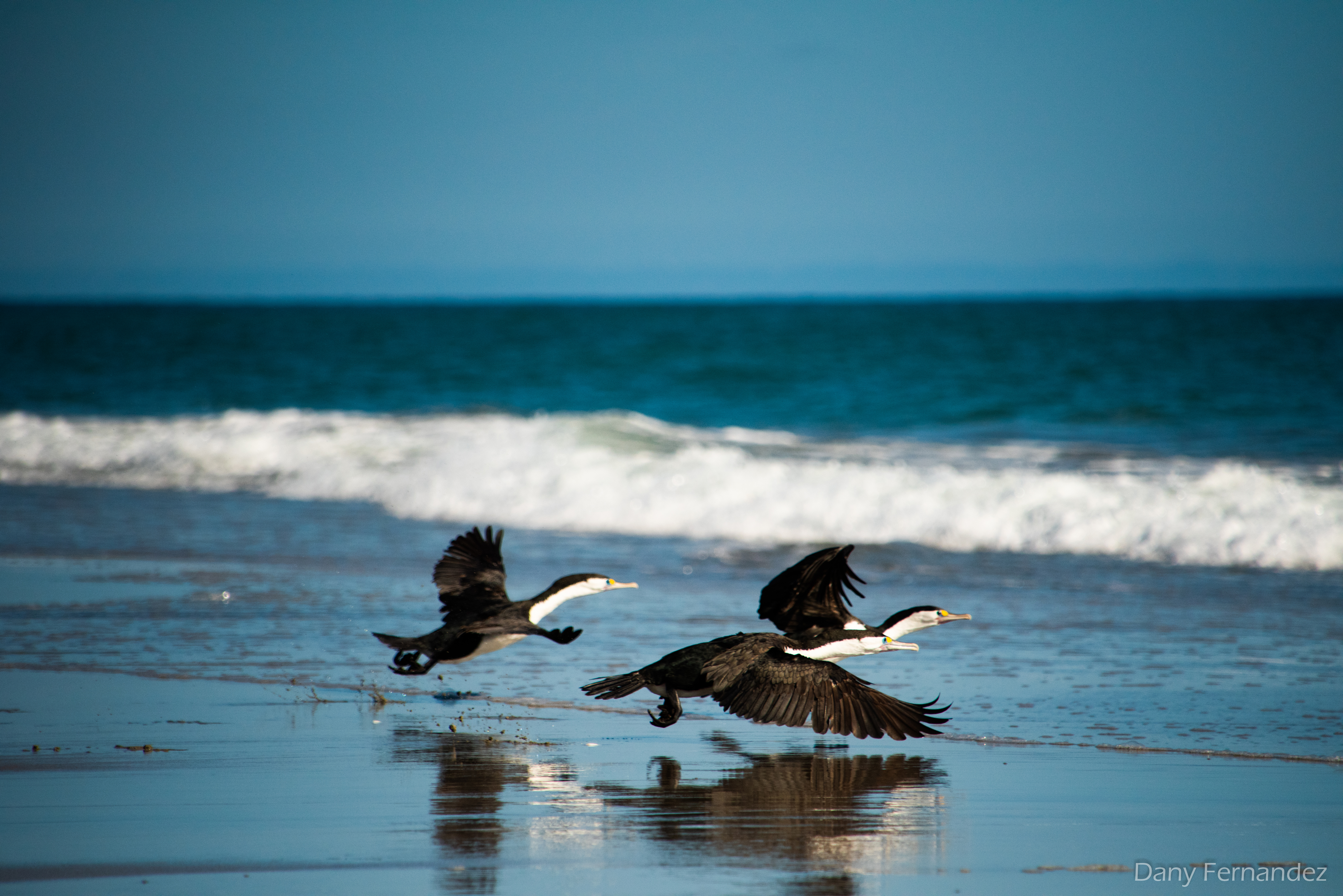 cormoran 01