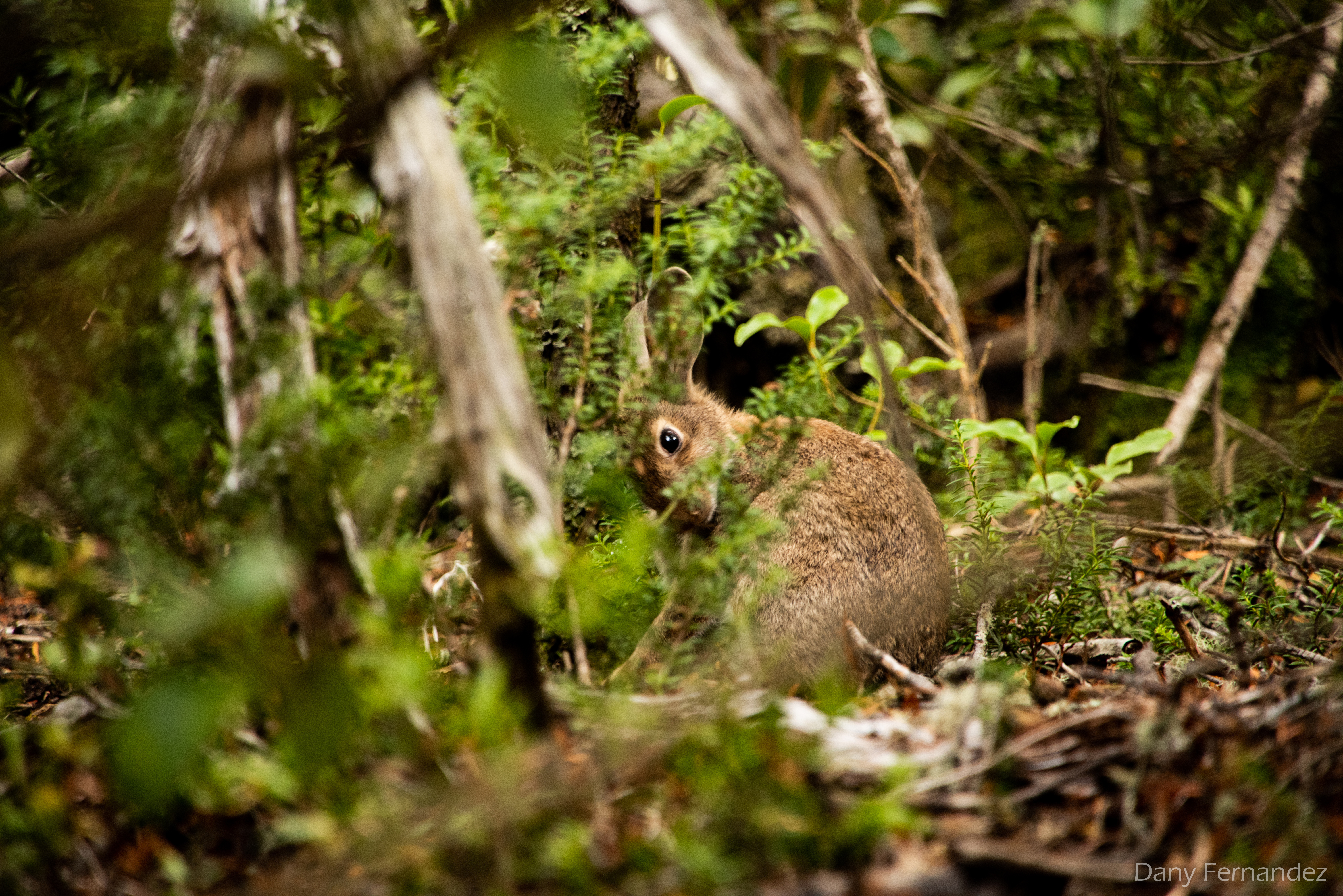 lapin 01