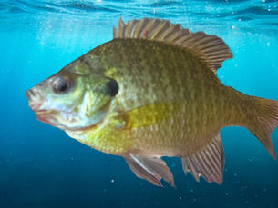 bluegill v sunfish