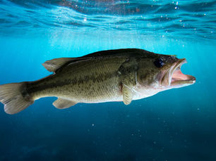large v small mouth bass