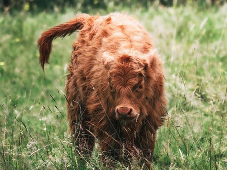 Red Heifer Ceremony: Why it Matters for Your Salvation