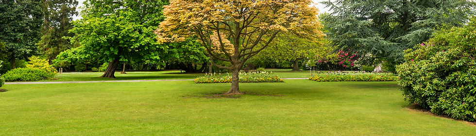 green grass and trees in a park