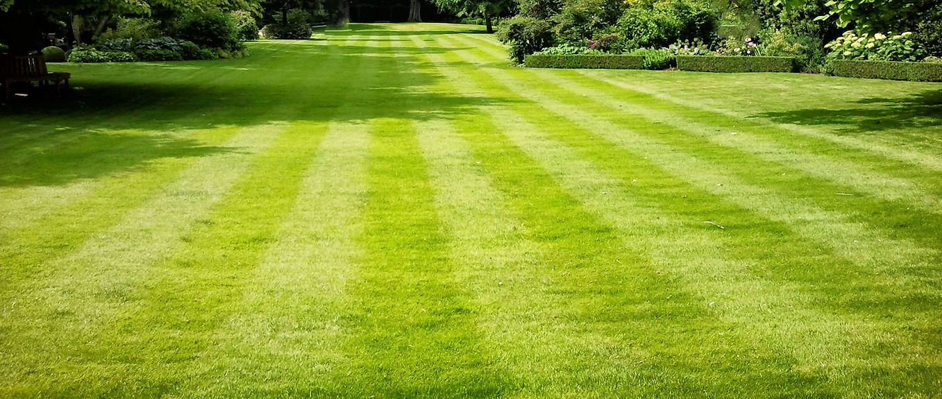 close-up image of green grass in a garden