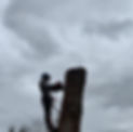 a worker securely harnessed while cutting a tree