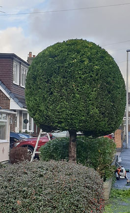 well trimmed tree