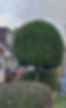 well trimmed tree