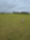 a dog running in the field