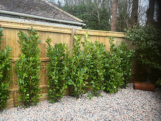 plants and wooden fence in garden