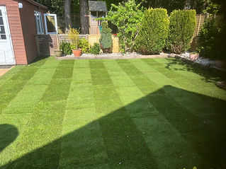 garden with green grass and well trimmed bushes