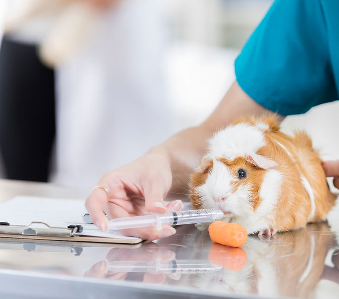 Veterinary professional examining a ginger and white guinea pig with a medical syringe