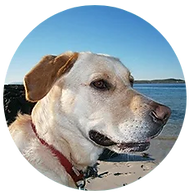 Yellow Labrador retriever with a red collar