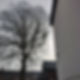 an arborist on tree