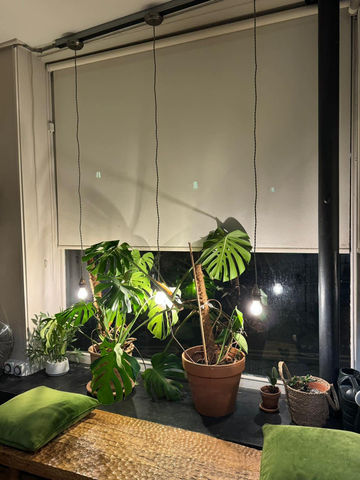 white cabinets and plants