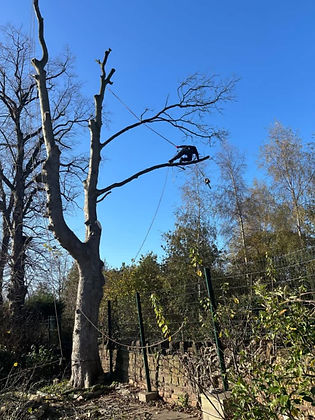 an arborist on tree