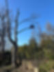 an arborist on tree