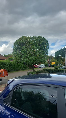 a tree and bushes in the background