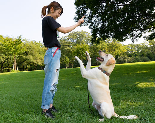 Woman Training Dog