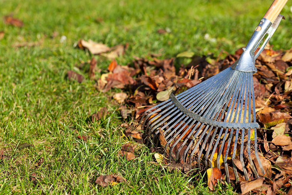 rake and leaves
