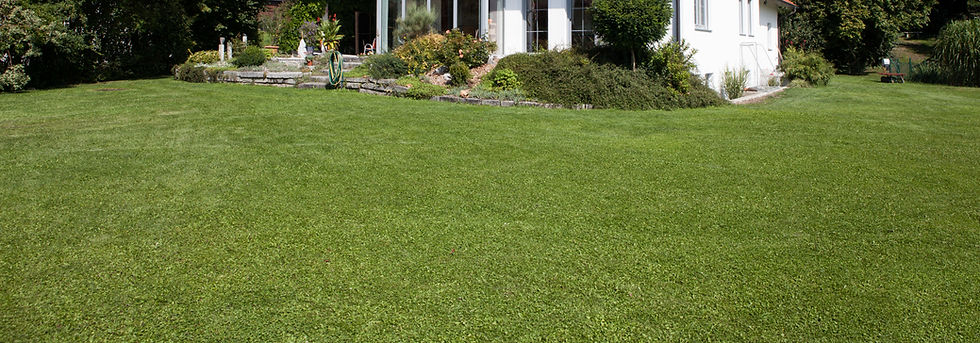 close-up image of green turf