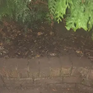 A brick wall with plants in the background