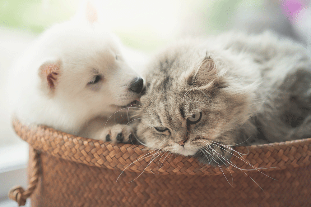 puppy-and-kitten-basket.gif