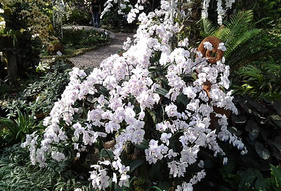 Orkideer i en av Blomster parkene i Chiang Mai