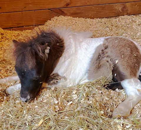 Booker Baby's Much Needed Rest