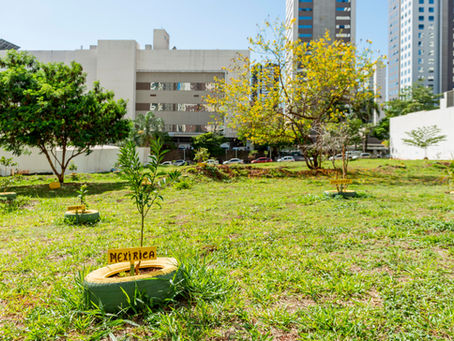 Moradores do Alto da Gleba Palhano cuidam de terreno e esperam vê-lo transformado em praça